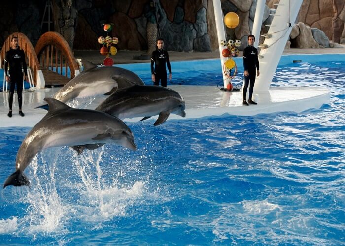 پارک دلفین های 6
